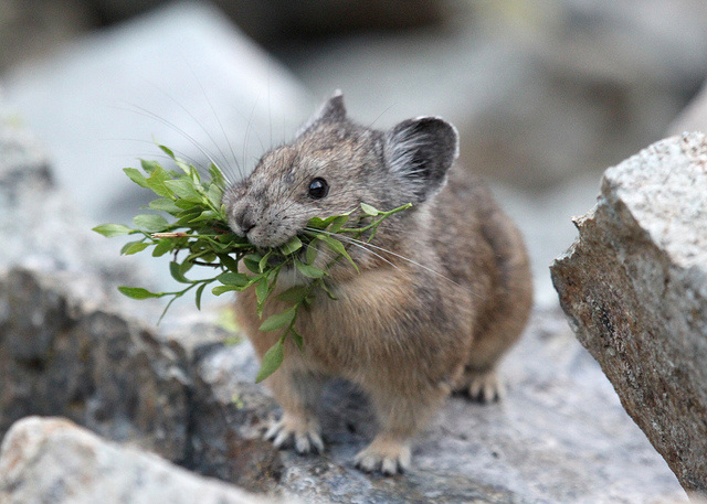 Animals In Peril 3 American Pika Fight For Green